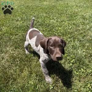 Wayland, German Shorthaired Pointer Puppy